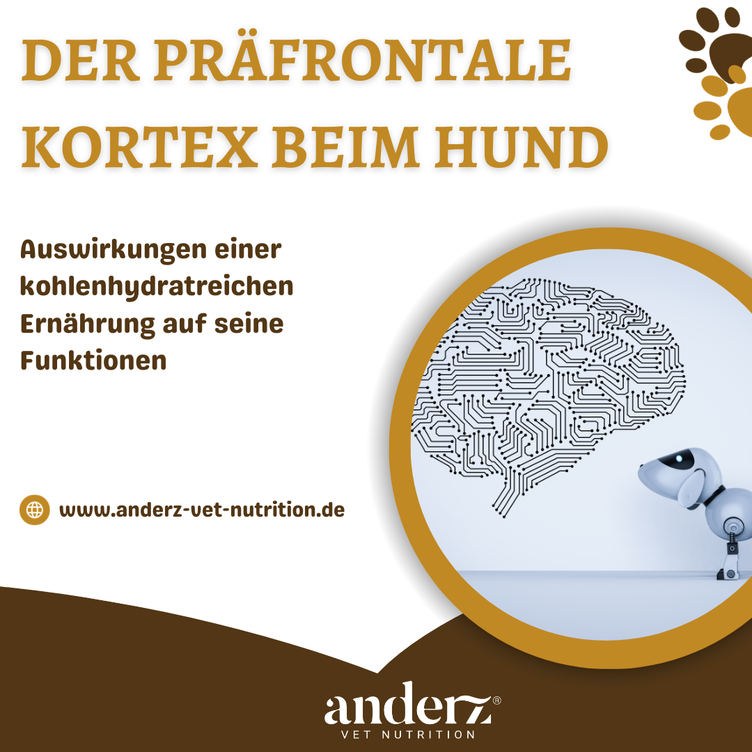 Der präfrontale Kortex beim Hund: Auswirkungen einer kohlenhydratreichen Ernährung auf seine Funktionen