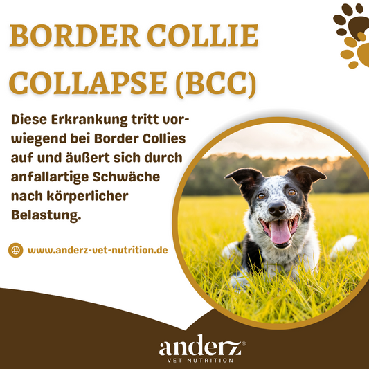 Border Collie Collapse (BCC)