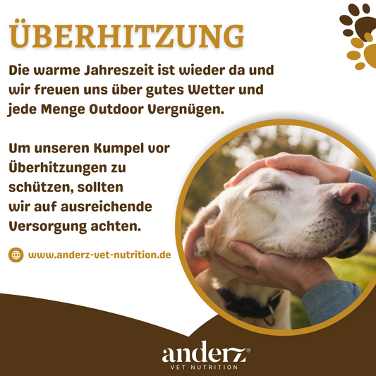 Überhitzungen beim Hund