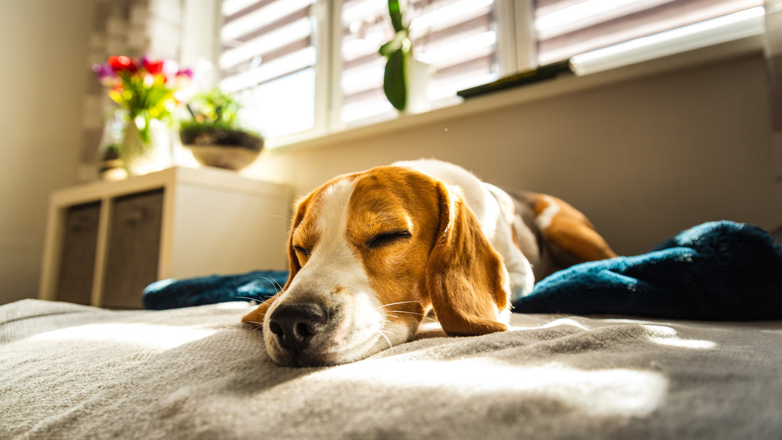 Isomaltulose - Die Innovative Energiequelle für Hunde